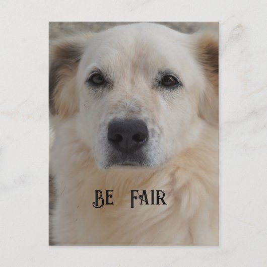 Kaart, Golden Retriver Briefkaart (Voorkant)