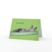 Kaart - Greeting - Gray kitten