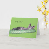 Kaart - Greeting - Gray kitten (Gele Bloem)