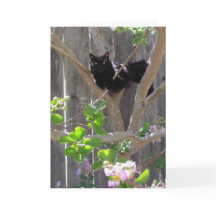 Kaart, groet - Kat in filialen