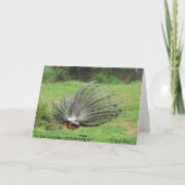Kaart - Groet - Peacock 2 zijdes (Achterkant)