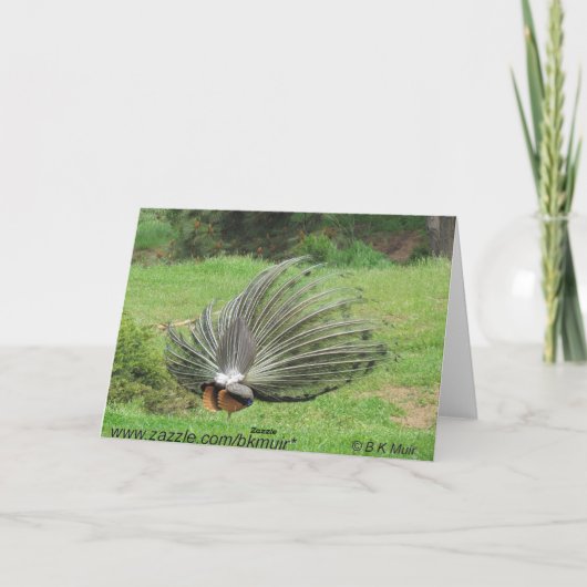 Kaart - Groet - Peacock 2 zijdes (Achterkant)