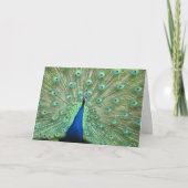 Kaart - groet - Peacock Tail Feathers (Voorkant)