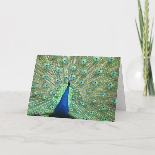 Kaart - groet - Peacock Tail Feathers (Voorkant)