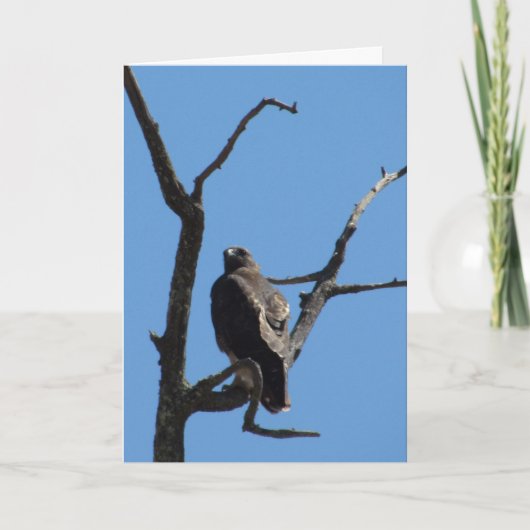 Kaart - Groet - Vogel van Prey (Voorkant)