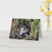 Kaart kat Aanmoediging (Gele Bloem)