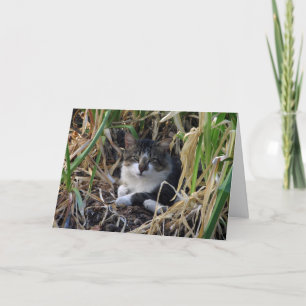 Kaart kat Aanmoediging