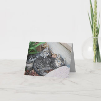 Kaart Kittens