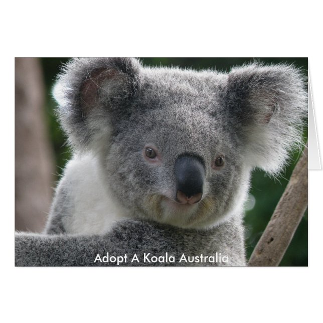 Kaart Koala Adopteren Australië (Voorkant Horizontaal)