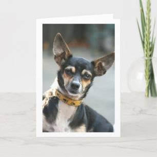 Kaart, Kus mijn neus, Chihuahua Kaart
