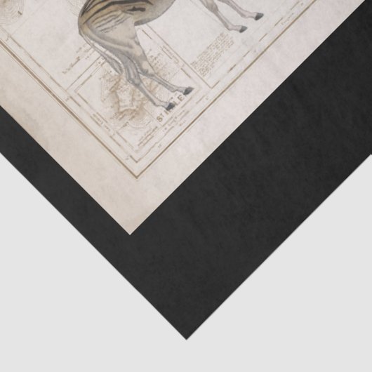  kaart Lion Leopard Giraffe Afrika ontkoppeling Tissuepapier (Detail)