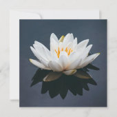 KAART : LOTUS OP WATER (Voorkant)