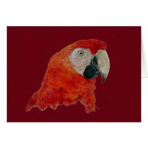 Kaart - Macaw