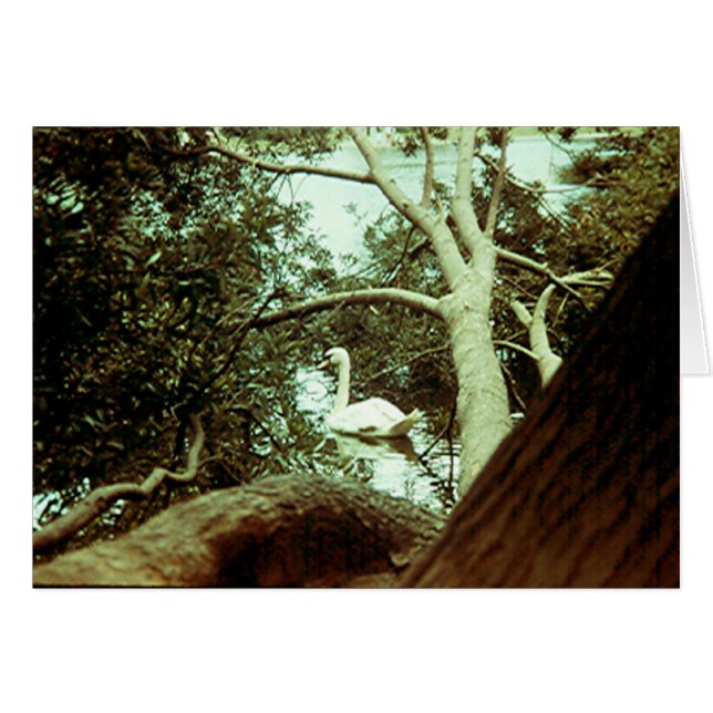 Kaart - Majestic Swan (Voorkant Horizontaal)