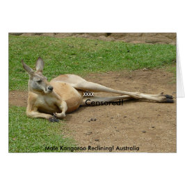 Kaart Mannelijke Kangoeroe Leunend! Australië
