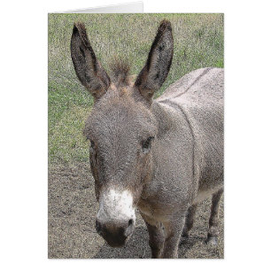 kaart - Mini-Donkey
