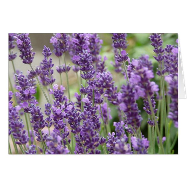 Kaart Paarse lavender Flowers (Voorkant Horizontaal)
