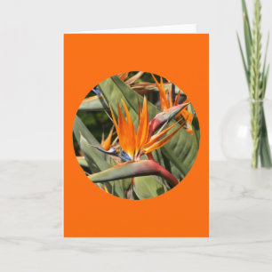 Kaart, "Paradijsvogel bloeit in een cirkel" Kaart