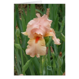 kaart - Peach Iris