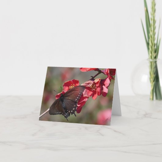 Kaart Pipevine Swallowtail (Voorkant)