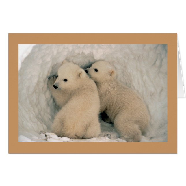 Kaart/Polar Beer Cubs (Voorkant Horizontaal)