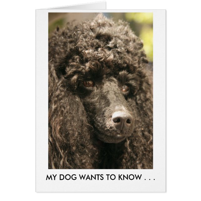 Kaart, Poodle, MIJN HOND WIL HET WETEN. . . (Voorkant)