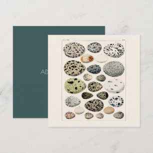 KAART : POSTER van de VINTAGE eieren van vogels 18