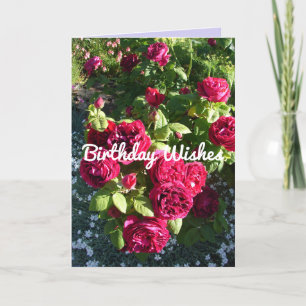 Kaart rode roze bloem  Rozen