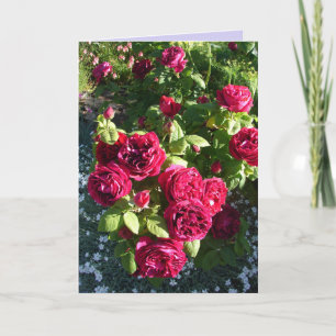 Kaart rode roze bloem  Rozen