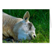 KAART SCHAPEN (Voorkant Horizontaal)