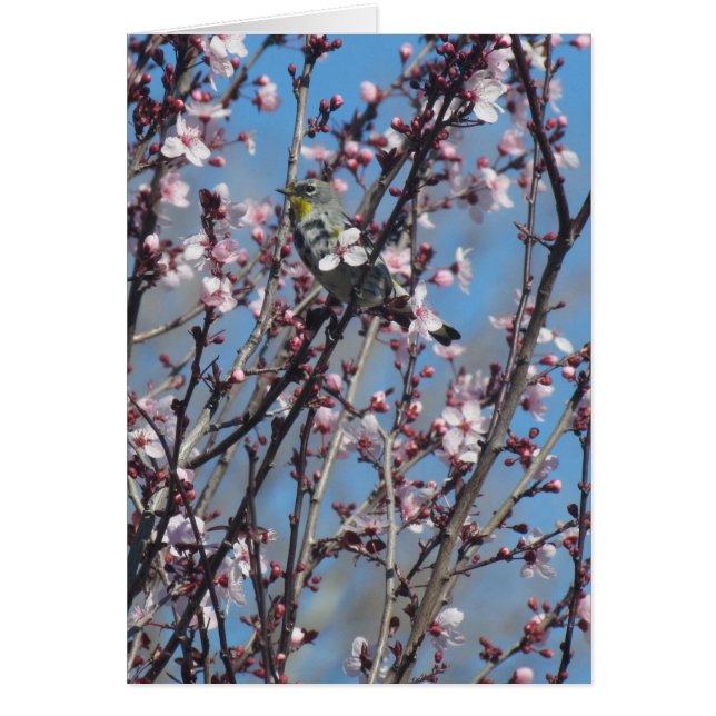 Kaart - Sparrow in Pink Blossom (Voorkant)