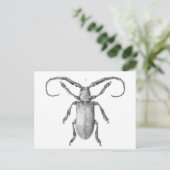 kaart ter illustratie van de kever (Staand voorkant)