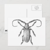 kaart ter illustratie van de kever (Voorkant / Achterkant)