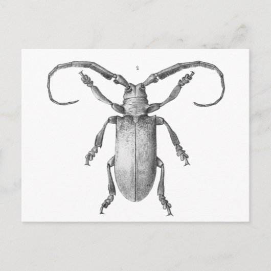 kaart ter illustratie van de kever (Voorkant)