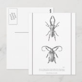  kaart ter illustratie van de kever (Voorkant / Achterkant)