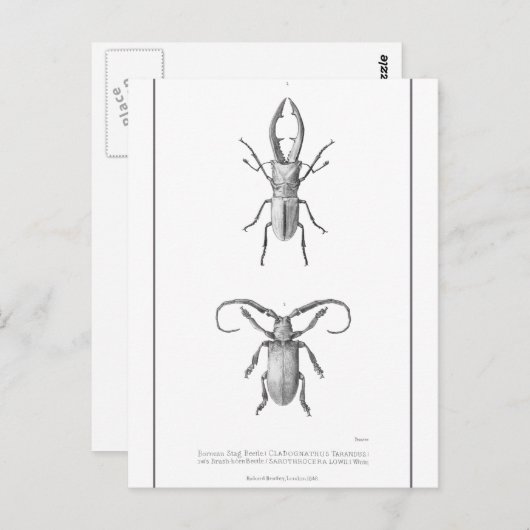  kaart ter illustratie van de kever (Voorkant / Achterkant)