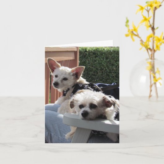 Kaart - twee pakketten (Gele Bloem)