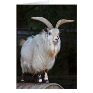 Kaart van Afrikaanse Pygmy Goat