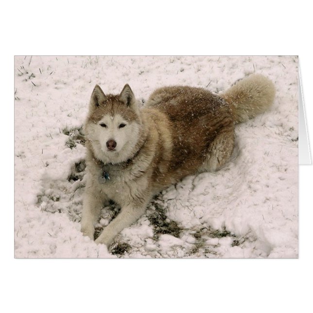 Kaart van categorie 2 (Voorkant Horizontaal)