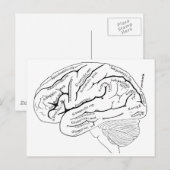 Kaart van de 19e eeuw van de hersenen - kunstgesc (Voorkant / Achterkant)