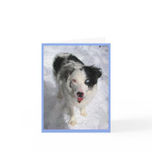 Kaart van de Australian Shepherd in de sneeuw