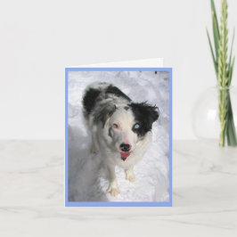 Kaart van de Australian Shepherd in de sneeuw