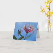 Kaart van de Nota van de kamperfoelie de Lege (Gele Bloem)