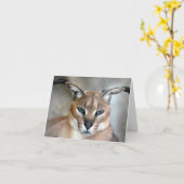 Kaart van de Nota van de Kat van Caracal de Wilde (Gele Bloem)