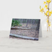 Kaart van de Nota van de pijnboom de Bos (Gele Bloem)