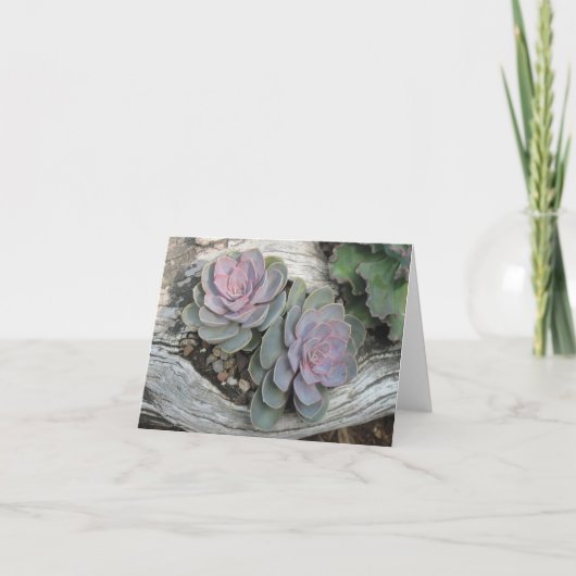 Kaart van de Nota van Ecehveria de Succulente (Voorkant)