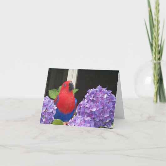 Kaart van de Nota van Eclectus de Kleine (Voorkant)