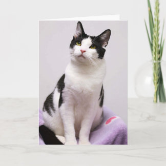 Kaart van de Smoking van de Redding van de Kat van