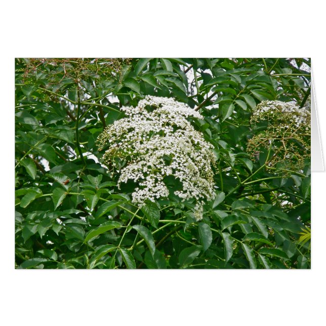 Kaart van de soort "Common Elderberry (Sambucus ca (Voorkant Horizontaal)