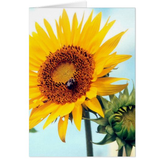 Kaart van de Sunflower Blue Sky-groet (Voorkant)